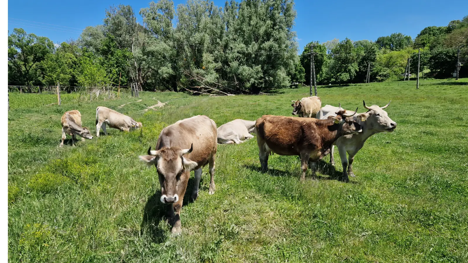 Kárpáti borzderes tej: Miért ér többet a kevesebb, de prémium minőség?