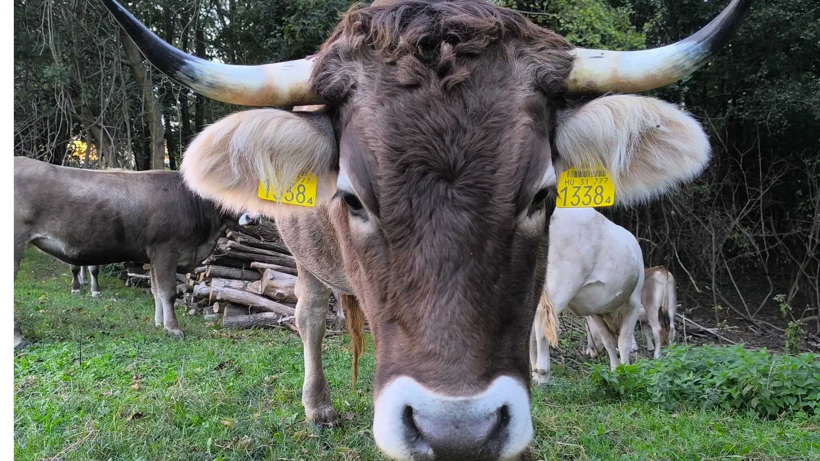 karpati borzderes genmegorzes kello farm